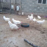 مرغ وخروس واورک وغاز|حیوانات مزرعه|مرند, |دیوار