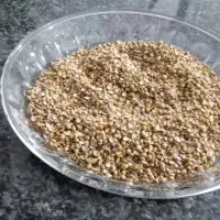 گشنیز