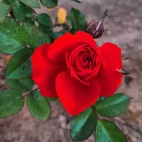 فروش-خانه-ویلایی-خوش-نقشه-و-بازسازشده-با-18متر-بر