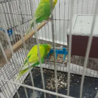 جفت مرغ عشق مولد انگلیسی گریدA