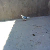 دو عدد کبوتر