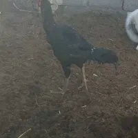 جوجه خروس سیاه