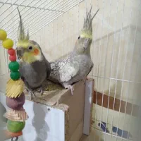 عروس هلندی|پرنده|تربت‌حیدریه, مسجد جامع|دیوار