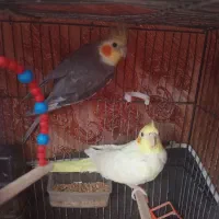 عروس هلندی اهلی