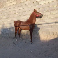 اسب کرد|اسب و تجهیزات اسبسواری|قروه, |دیوار