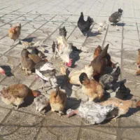 مرغ و خروس محلی