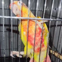 ردچیک اورجینال ۶ ماهه نر باتست