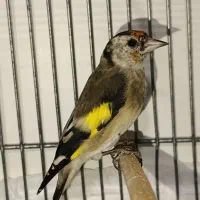 جوجه سره زنجان ملایر