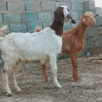 دوتا.کهره مری یک نر یک ماده