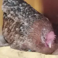 مرغ گلین کرچ تخته|حیوانات مزرعه|کشکوئیه, |دیوار