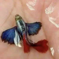 ماهی گوپی دامبو