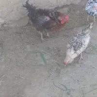 مرغ گلین وفر کوردی