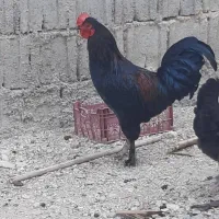 خروس محلی پاپر|حیوانات مزرعه|جم, |دیوار