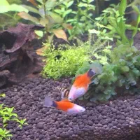 ماهی پلاتی میکی موس|ماهی|ملایر, |دیوار