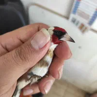 سهره نر خوش رخ قواره دار