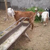 یک راس بز شیرا