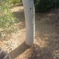فروش چوب درخت اکالیپتوس