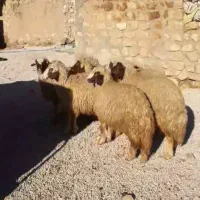 بره ماده سنجابی