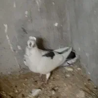 پرنده|پرنده|جوانرود, |دیوار