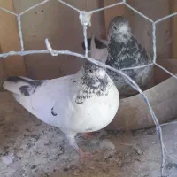 کبوتر پرشی آس