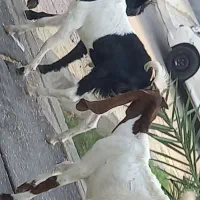 بز...