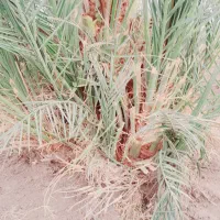 جونگ درخت زاهدی درشت ورسیده