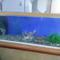 آکواریوم شیشه 10میل خارجی|ماهی|قرچک, فردیس|دیوار