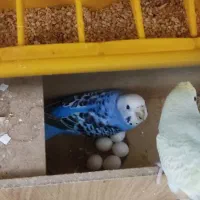 پرنده مرغ عشق رینبو|پرنده|اصفهان, آبشار|دیوار