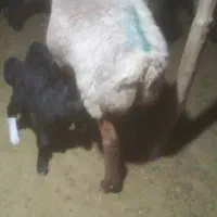 میش بره دار|حیوانات مزرعه|دشمن زیاری, |دیوار