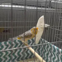 قناری نر قرص بخون