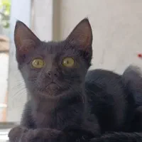 گربه اهلی بازیگوش