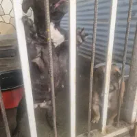 فنچ بولداگ اصیل نروماده