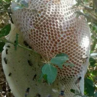 عسل کوهی خالص