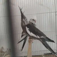 عروس هلندی مولد