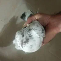 فروش کبوتر|پرنده|لاهیجان, کوی آزادگان|دیوار