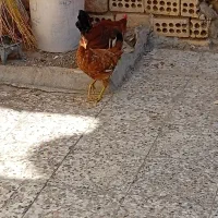 سلام معاوزه