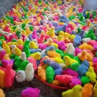 جوجه رنگی عمده ارسال به شهرستان