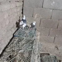 کبوتر‌طوقی