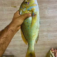 ماهی و میگو تازه بوشهر بندر دیر(محمدی)|خدمات پذیرایی، مراسم|شیراز, هفت تنان|دیوار