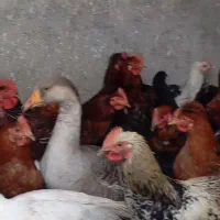 خروس مرغ غاز