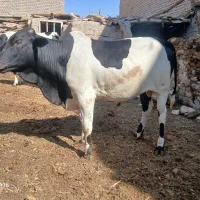 گوساله نره چاق