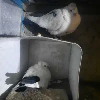 کبوتر|پرنده|بیرجند, |دیوار