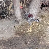 خروس مرغ