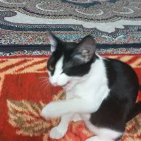 گربه  Dsh|گربه|تهران, ابوذر|دیوار