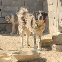 سگ نر قدرجونی خاکستری