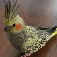 عروس هلندی نژاد گلباقالی