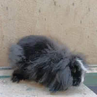 خرگوش لوپ|موش و خرگوش|بندر کنگان, |دیوار