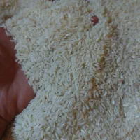 برنج هاشمی امسال|خوردنی و آشامیدنی|کوچصفهان, |دیوار