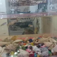 اکواروم‌با‌ماهی
