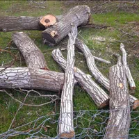 خریدار چوب خشک تر